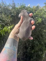 Sweetie, a female Miniature Dachshund for sale in Riverside, CA – Photo 3 of 3