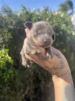 Sweetie, a female Miniature Dachshund for sale in Riverside, CA – Photo 1 of 3