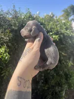 Sweetie, a female Miniature Dachshund for sale in Riverside, CA – Photo 2 of 3