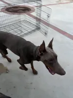 Ozzy, a male Doberman Pinscher for sale in Riverside, CA – 2 of 2