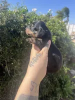 Sophie, a female Miniature Dachshund for sale in Riverside, CA – Photo 2 of 3