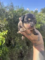 Sophie, a female Miniature Dachshund for sale in Riverside, CA – Photo 1 of 3