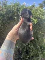 Sophie, a female Miniature Dachshund for sale in Riverside, CA – Photo 3 of 3