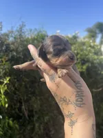 Luna, a female Miniature Dachshund for sale in Riverside, CA – Photo 1 of 3