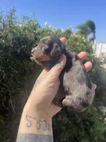 Luna, a female Miniature Dachshund for sale in Riverside, CA – Photo 2 of 3