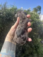 Luna, a female Miniature Dachshund for sale in Riverside, CA – Photo 3 of 3