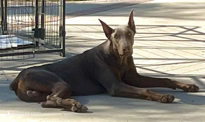 Ozzy – Doberman Pinscher puppy for sale in Riverside, CA