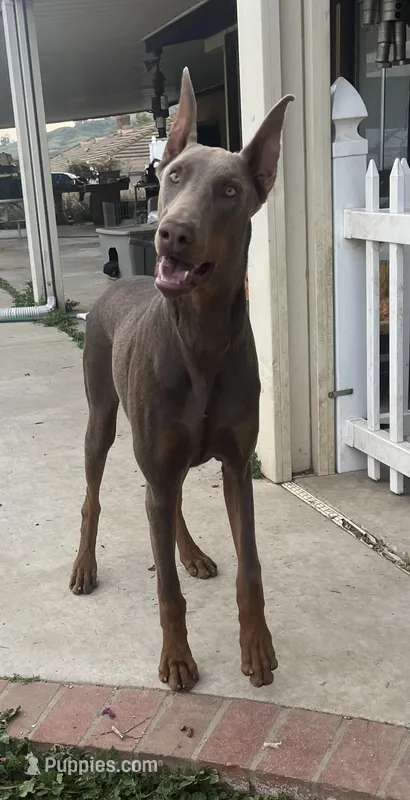 Ozzy – Doberman Pinscher puppy for sale in Riverside, CA