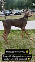 Ozzy, a male Doberman Pinscher for sale in Riverside, CA – Photo 1 of 2