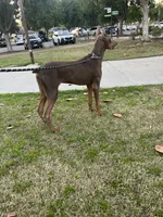 Ozzy, a male Doberman Pinscher for sale in Riverside, CA – Photo 2 of 2