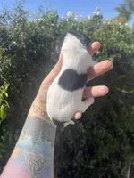 Cookie, a female Miniature Dachshund for sale in Riverside, CA – Photo 2 of 3