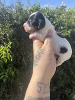 Cookie, a female Miniature Dachshund for sale in Riverside, CA – Photo 3 of 3