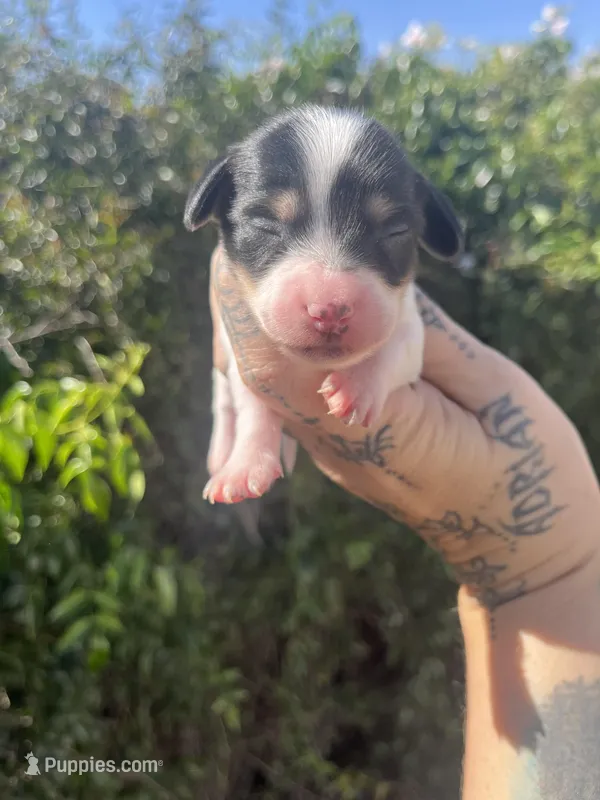 Cookie – Miniature Dachshund puppy for sale in Riverside, CA