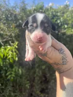 Cookie, a female Miniature Dachshund for sale in Riverside, CA – Photo 1 of 3