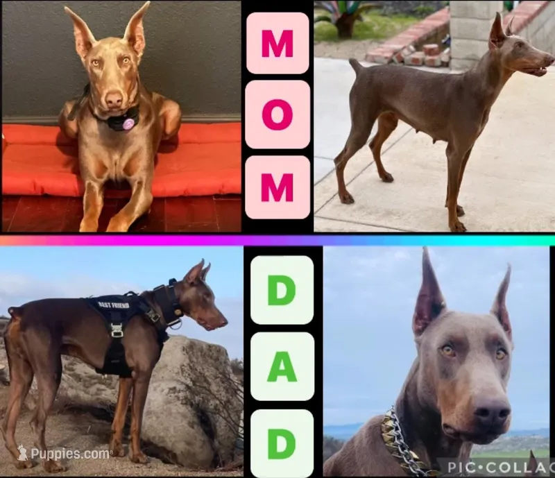 Isabellas, a female Doberman Pinscher for sale in Riverside, CA – Photo 1 of 1