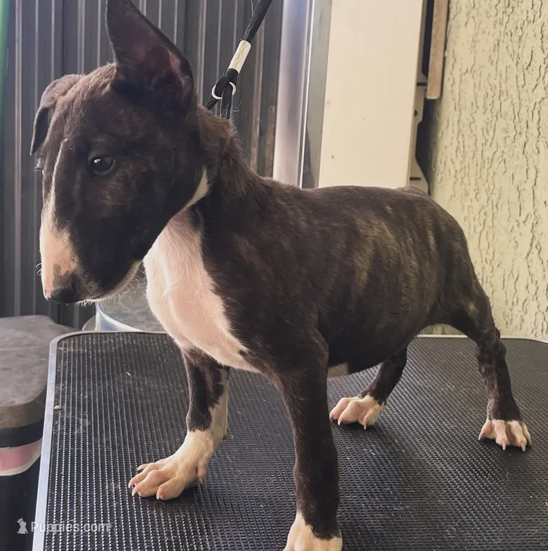 Dio – Bull Terrier puppy for sale in Riverside, CA