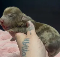 Carmel , a male Miniature Dachshund for sale in Riverside, CA – Photo 1 of 4