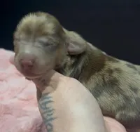 Carmel , a male Miniature Dachshund for sale in Riverside, CA – Photo 3 of 4