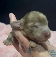 Carmel , a male Miniature Dachshund for sale in Riverside, CA – Photo 2 of 4