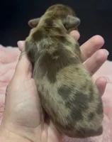 Carmel , a male Miniature Dachshund for sale in Riverside, CA – Photo 4 of 4