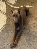 Ozzy, a male Doberman Pinscher for sale in Riverside, CA – 1 of 2