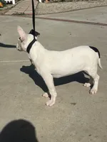 processed/877188a9-d821-4e4b-bc05-dcf0f5844eb2/listing/ae097d94-b797-4184-be46-46d6bfb29fe0/08f61cc3-001a-44a1-8b80-6bc8101a2fe3