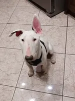 Luna, a female Miniature Bull Terrier for sale in Riverside, CA – 1 of 1