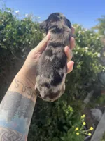 Charlotte , a female Miniature Dachshund for sale in Riverside, CA – Photo 2 of 3