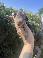 Charlotte , a female Miniature Dachshund for sale in Riverside, CA – Photo 1 of 3