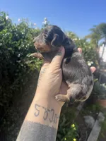 Charlotte , a female Miniature Dachshund for sale in Riverside, CA – Photo 3 of 3