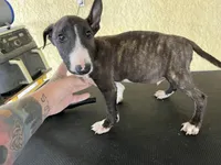 Dio, a male Bull Terrier for sale in Riverside, CA – 3 of 4