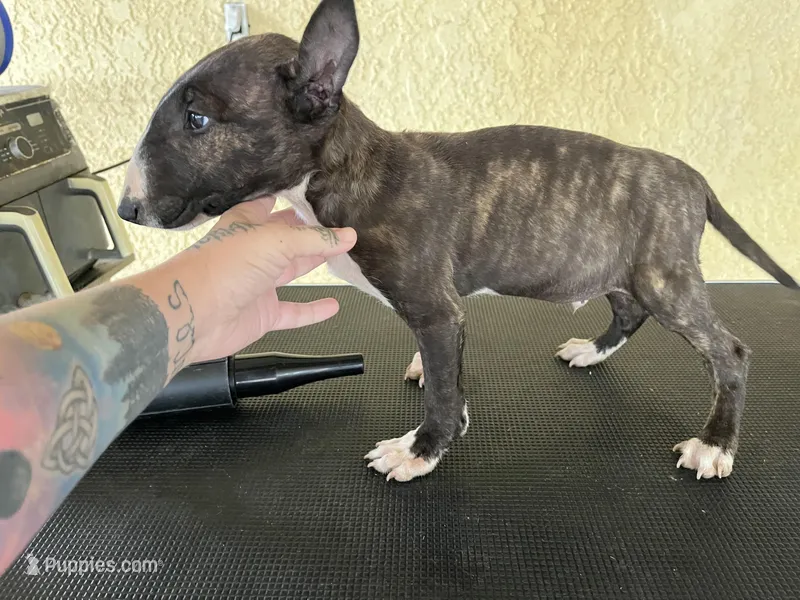 Dio – Bull Terrier puppy for sale in Riverside, CA