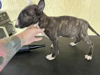 Dio, a male Bull Terrier for sale in Riverside, CA – 1 of 4