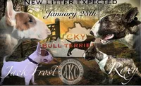 Dio, a male Bull Terrier for sale in Riverside, CA – 4 of 4