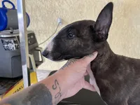 Dio, a male Bull Terrier for sale in Riverside, CA – 2 of 4
