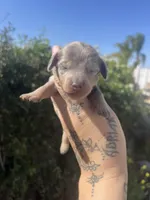 Blue dream, a female Miniature Dachshund for sale in Riverside, CA – Photo 1 of 3