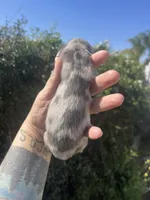 Blue dream, a female Miniature Dachshund for sale in Riverside, CA – Photo 3 of 3