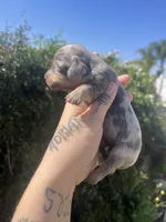 Blue dream, a female Miniature Dachshund for sale in Riverside, CA – Photo 2 of 3