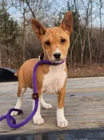Ruby, a female Basenji for sale in West Plains, MO – Photo 1 of 3