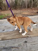 Ruby, a female Basenji for sale in West Plains, MO – Photo 2 of 3