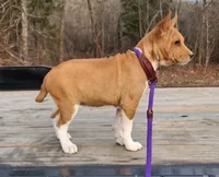 Ruby, a female Basenji for sale in West Plains, MO – Photo 3 of 3