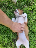 Tuesday, a female Basenji for sale in West Plains, MO – 3 of 3