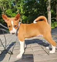 Flower, a female Basenji for sale in West Plains, MO – 1 of 3