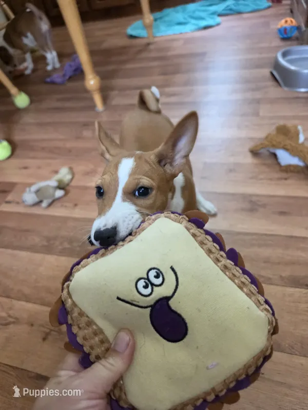 Flower – Basenji puppy for sale in West Plains, MO