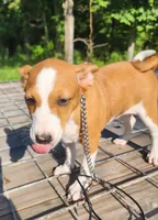 Rain, a female Basenji for sale in West Plains, MO – 1 of 3