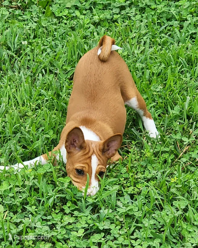 Flower – Basenji puppy for sale in West Plains, MO