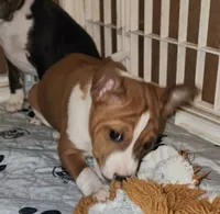 processed/87735d5a-eb6c-4814-84fd-4c693175f4f2/listing/4917f23c-84ce-4fb2-a0f8-49429fbed88e/9b6cb776-7d43-4b1d-9159-c885af36746d