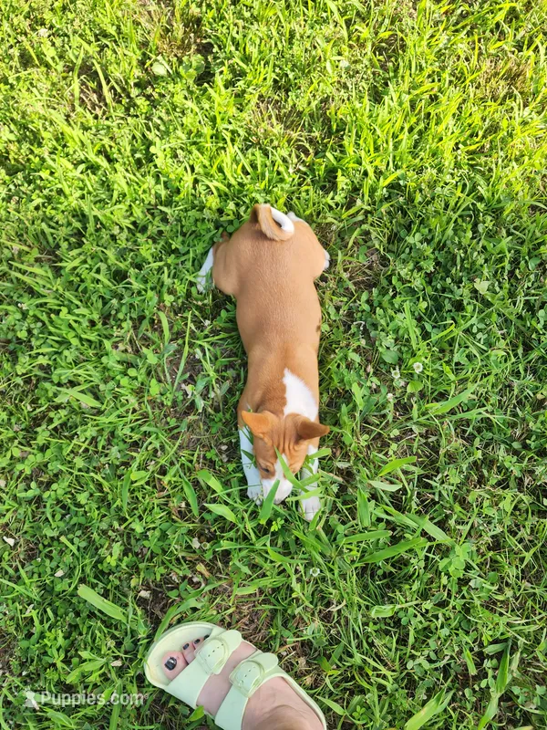 Tuesday – Basenji puppy for sale in West Plains, MO