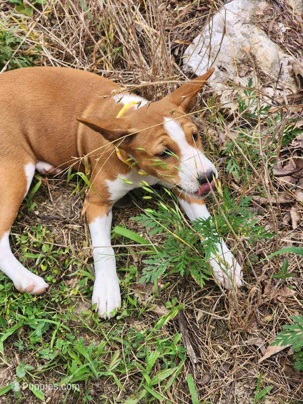 Tuesday – Basenji puppy for sale in West Plains, MO