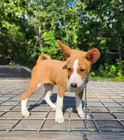 Tuesday, a female Basenji for sale in West Plains, MO – 2 of 3